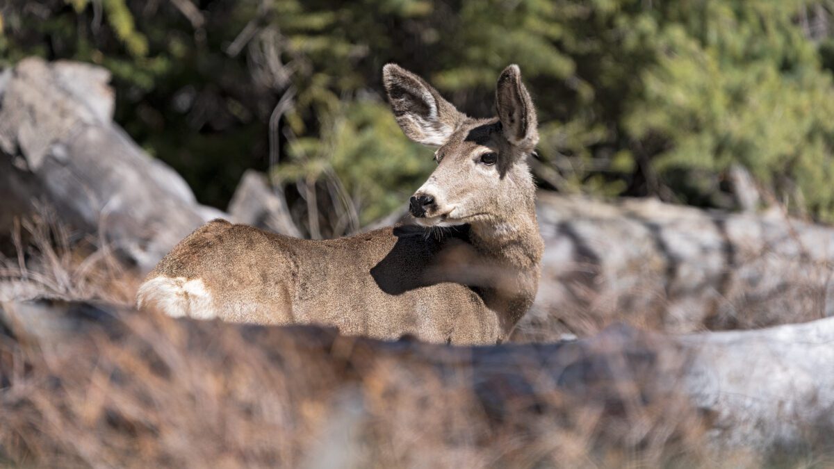 A mule deer doe in southern Utah.