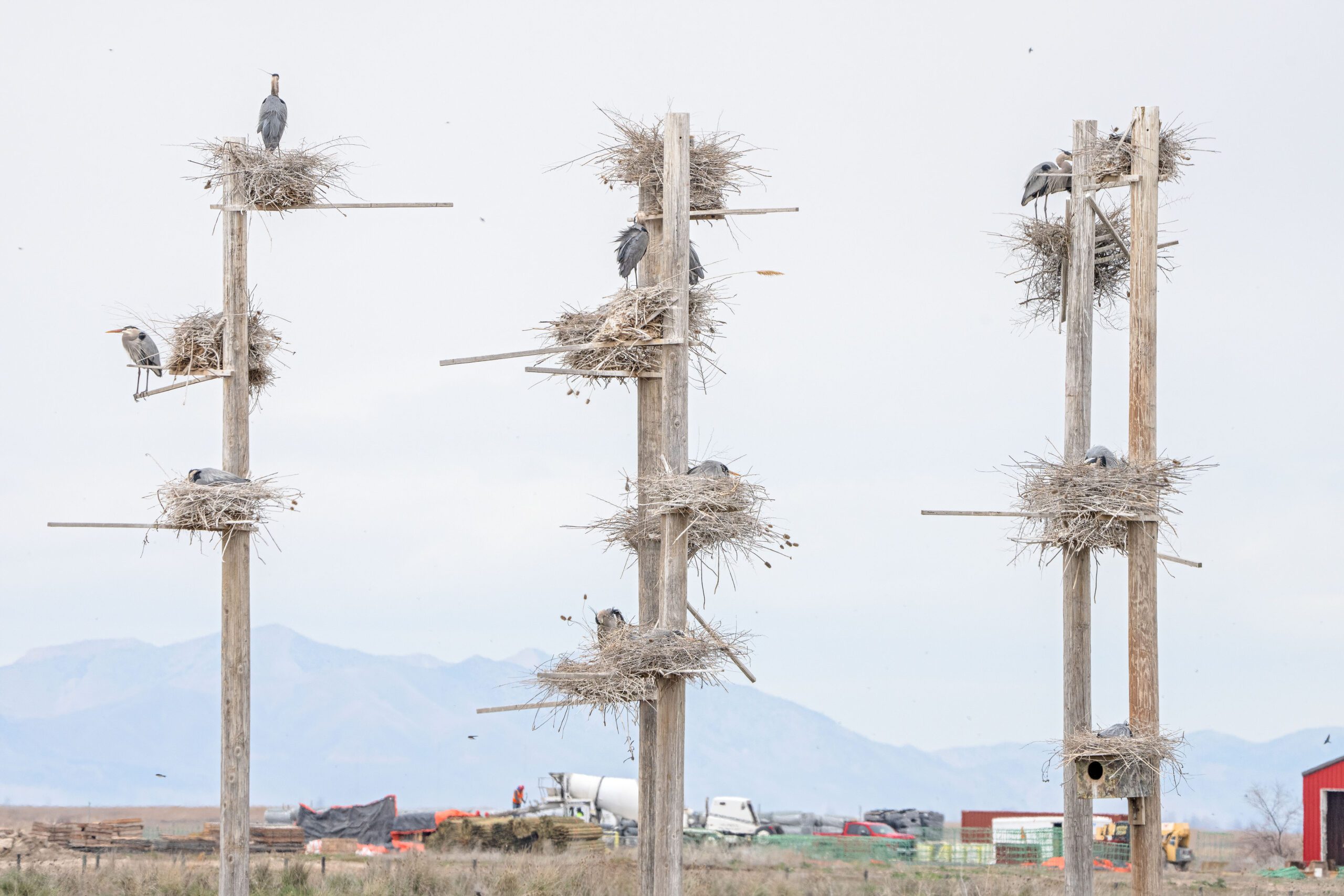 Great blue heron nesting area platforms seen from the parking area at Farmington Bay.