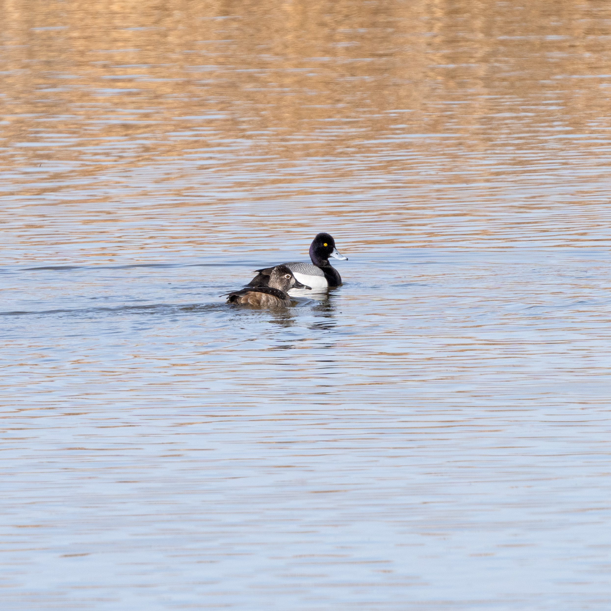 A male and female greater scaup at Farmington Bay.