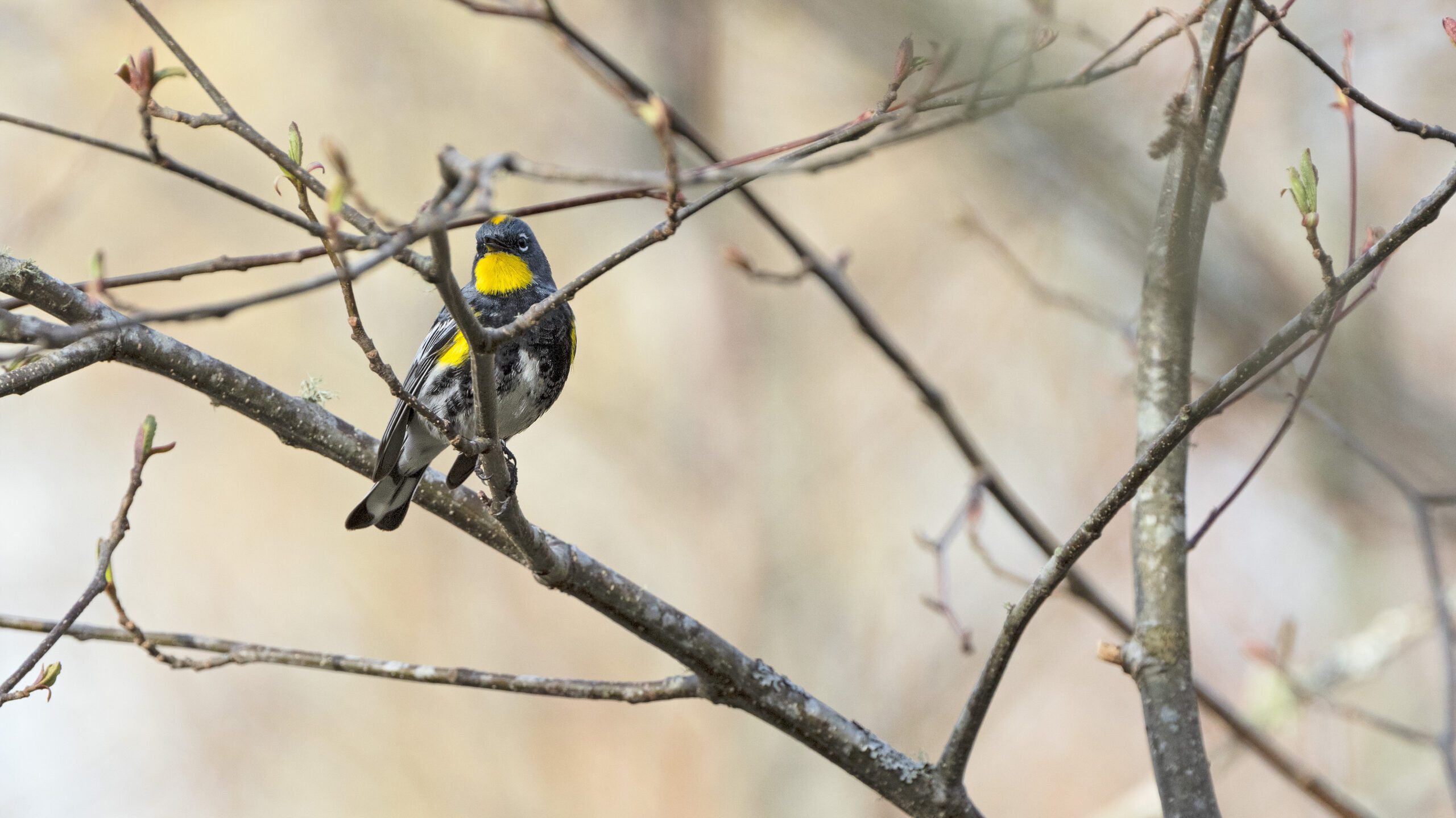 A yellow-rumped warbler.