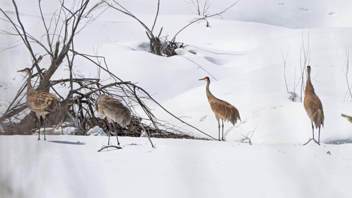 Sandhill cranes along Shingle Creek near the Mirror Lake Byway.