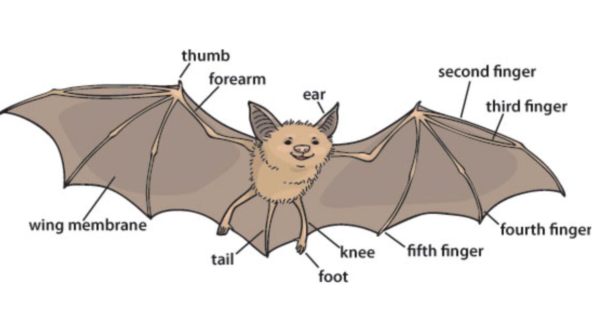 Bat Appreciation Day Celebrate Utah's 18 species of bats TownLift