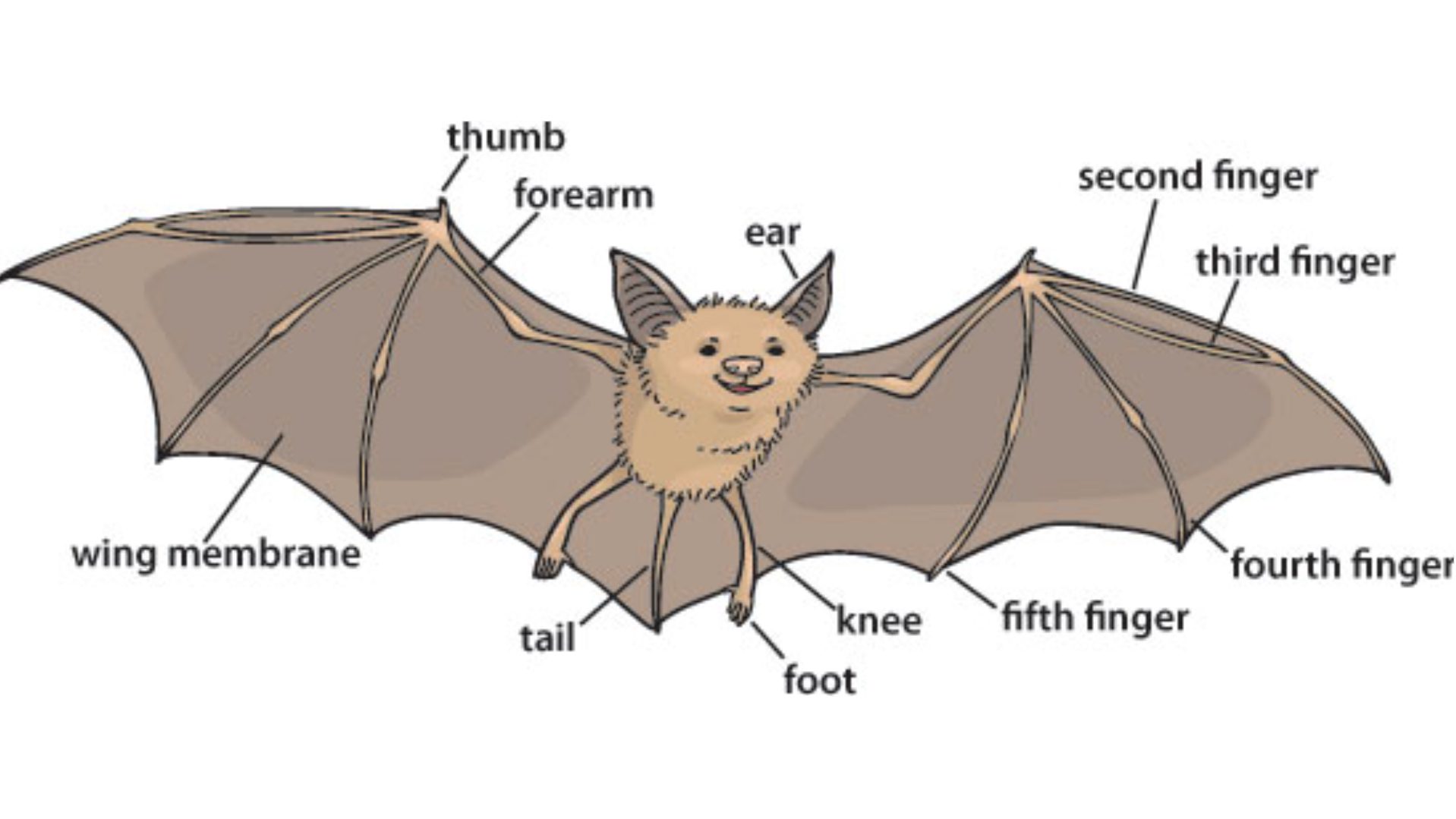 The anatomy of a bat.