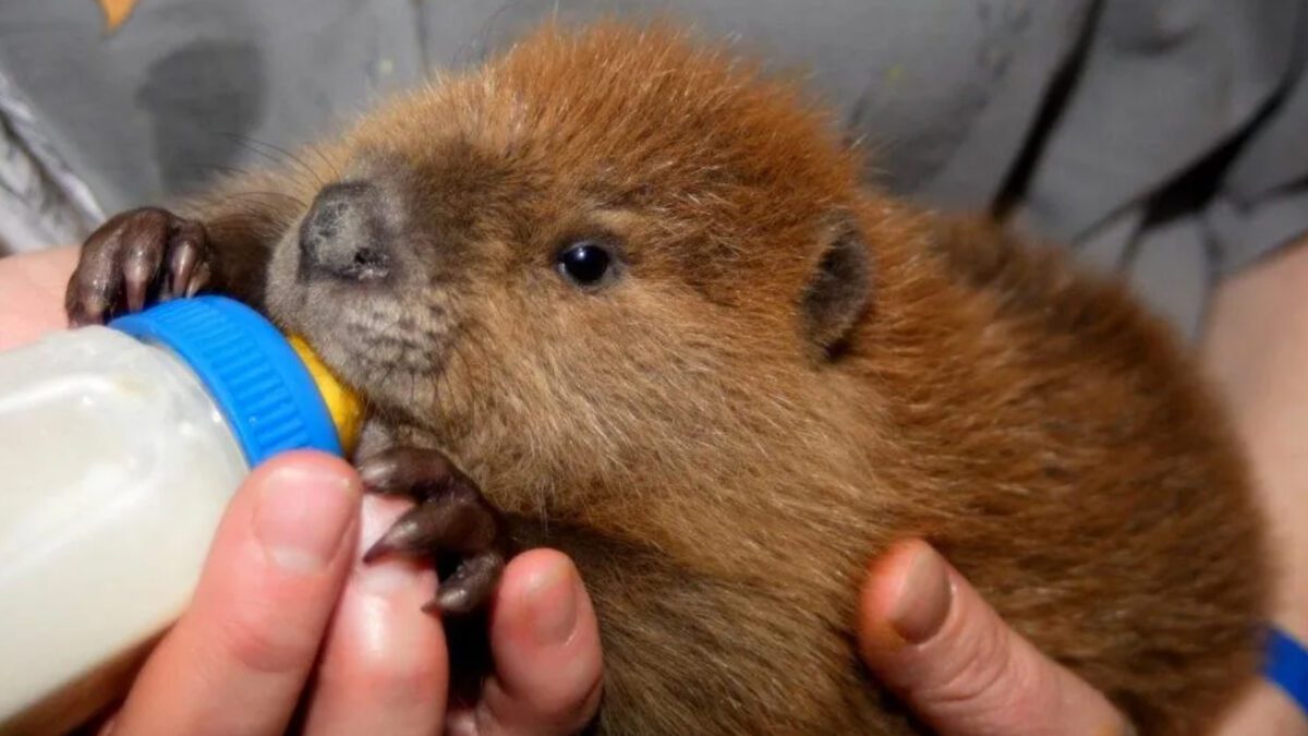 A juvenile beaver being fed from a bottle while being cared for at the WRCNU.