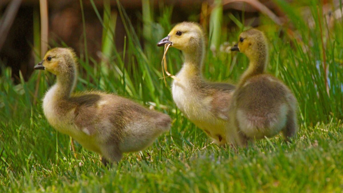 Three goslings.