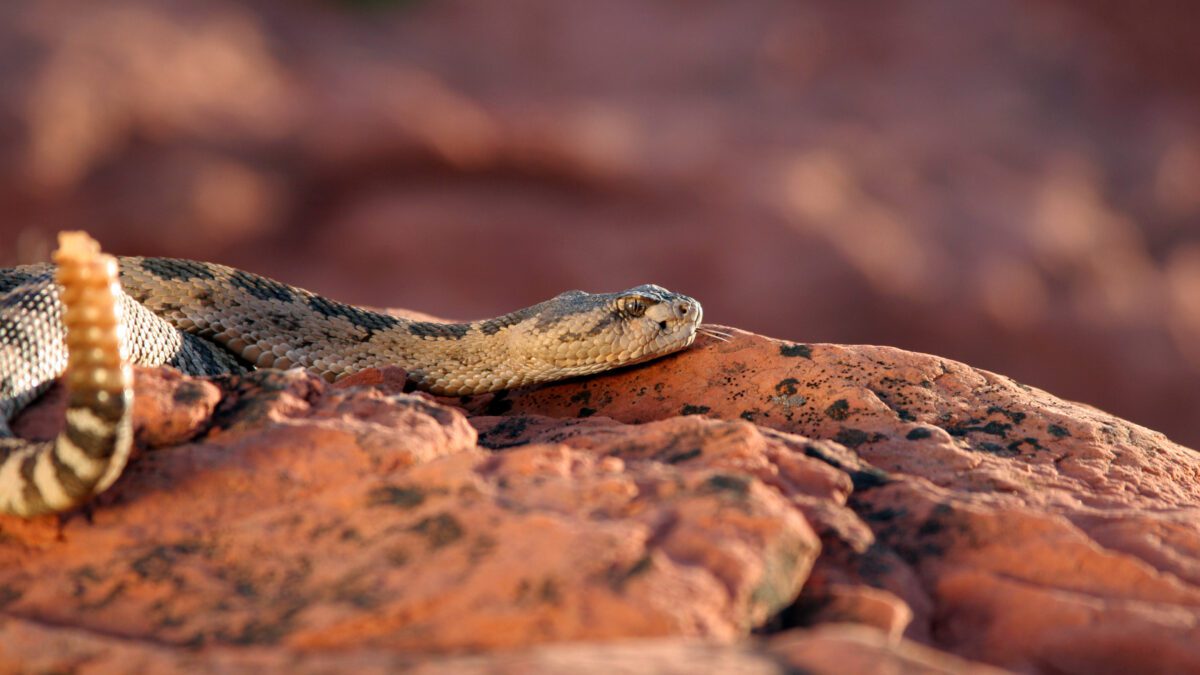 Great Basin rattlesnake in southwestern Utah.