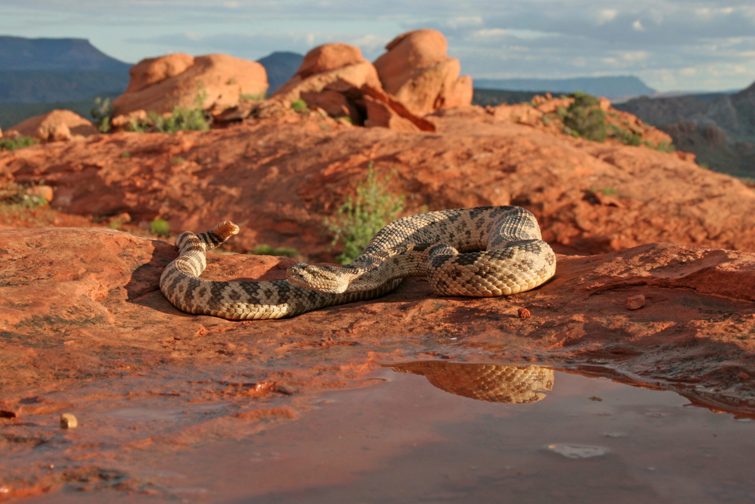 Great Basin rattlesnake in southwestern Utah.
