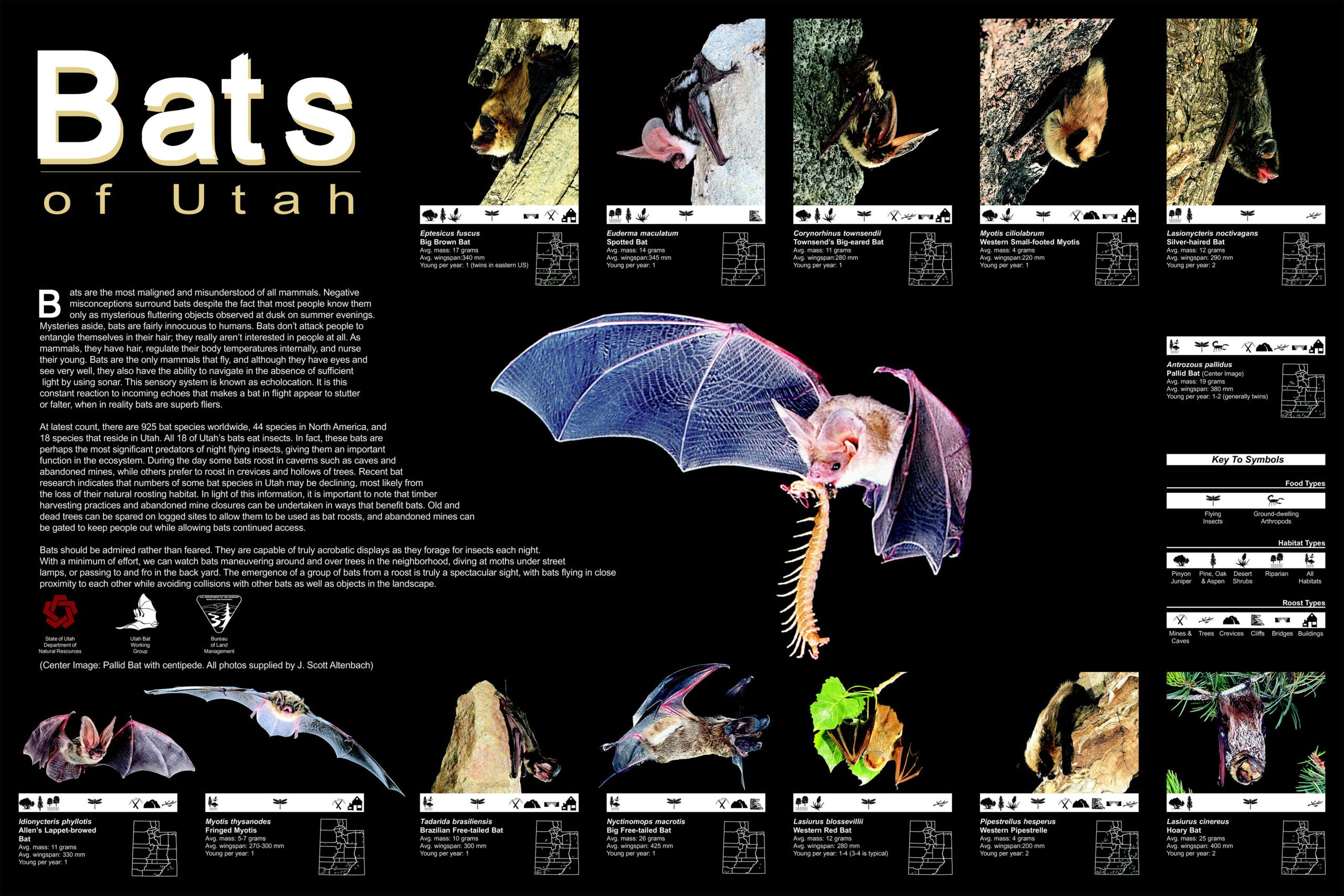 Bats of Utah.