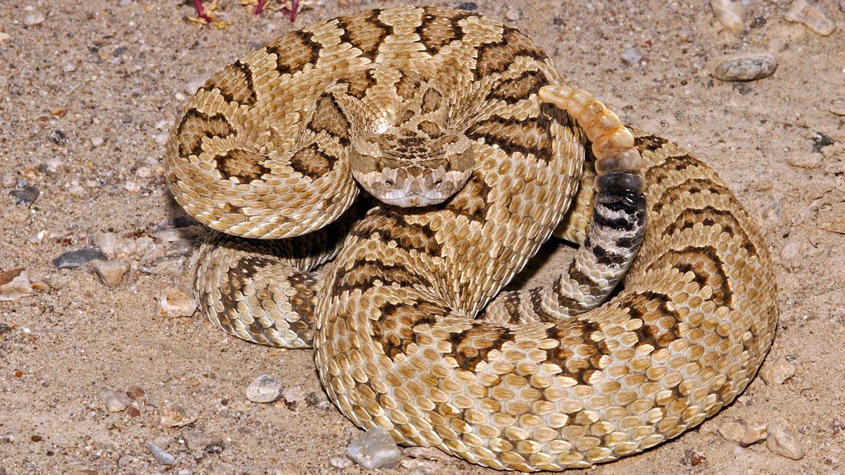 Great Basin rattlesnake in Millard County.