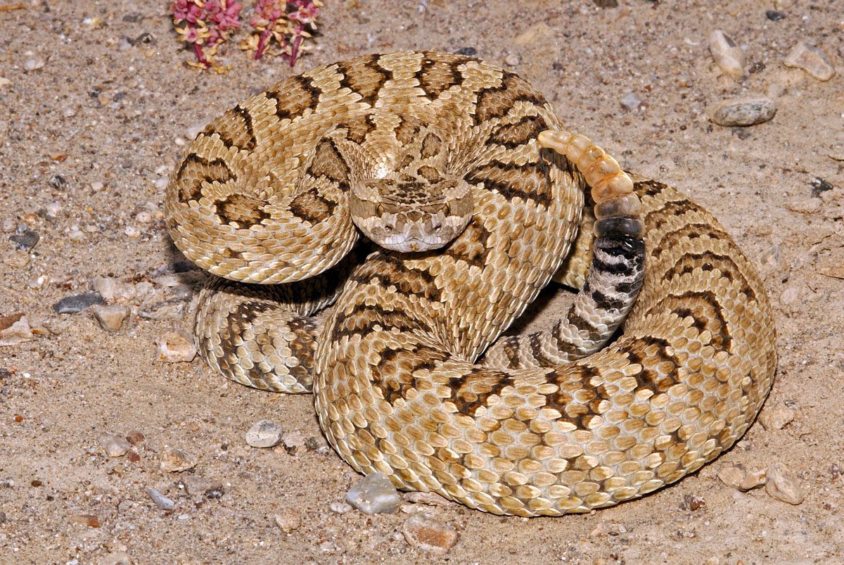 Great Basin rattlesnake in Millard County.