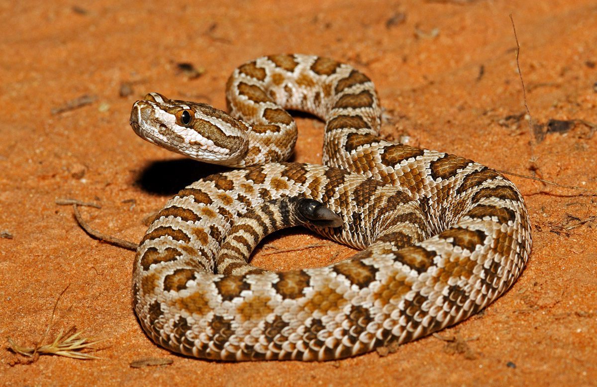 Great Basin rattlesnake in Washington County.