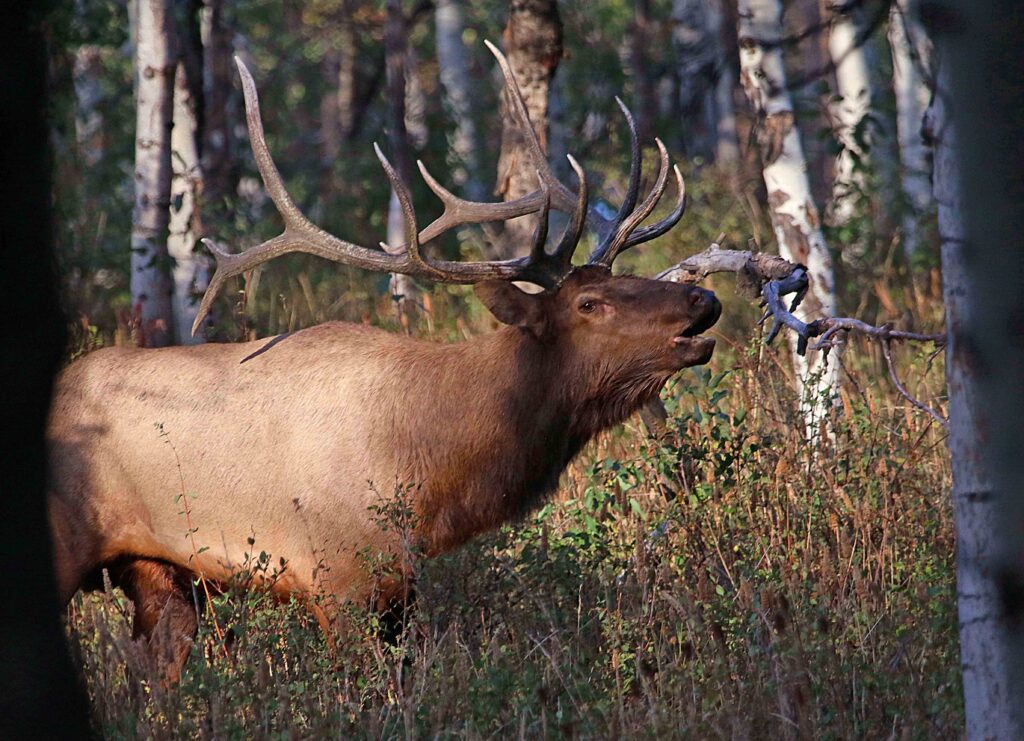 A bull elk in northeastern Utah.