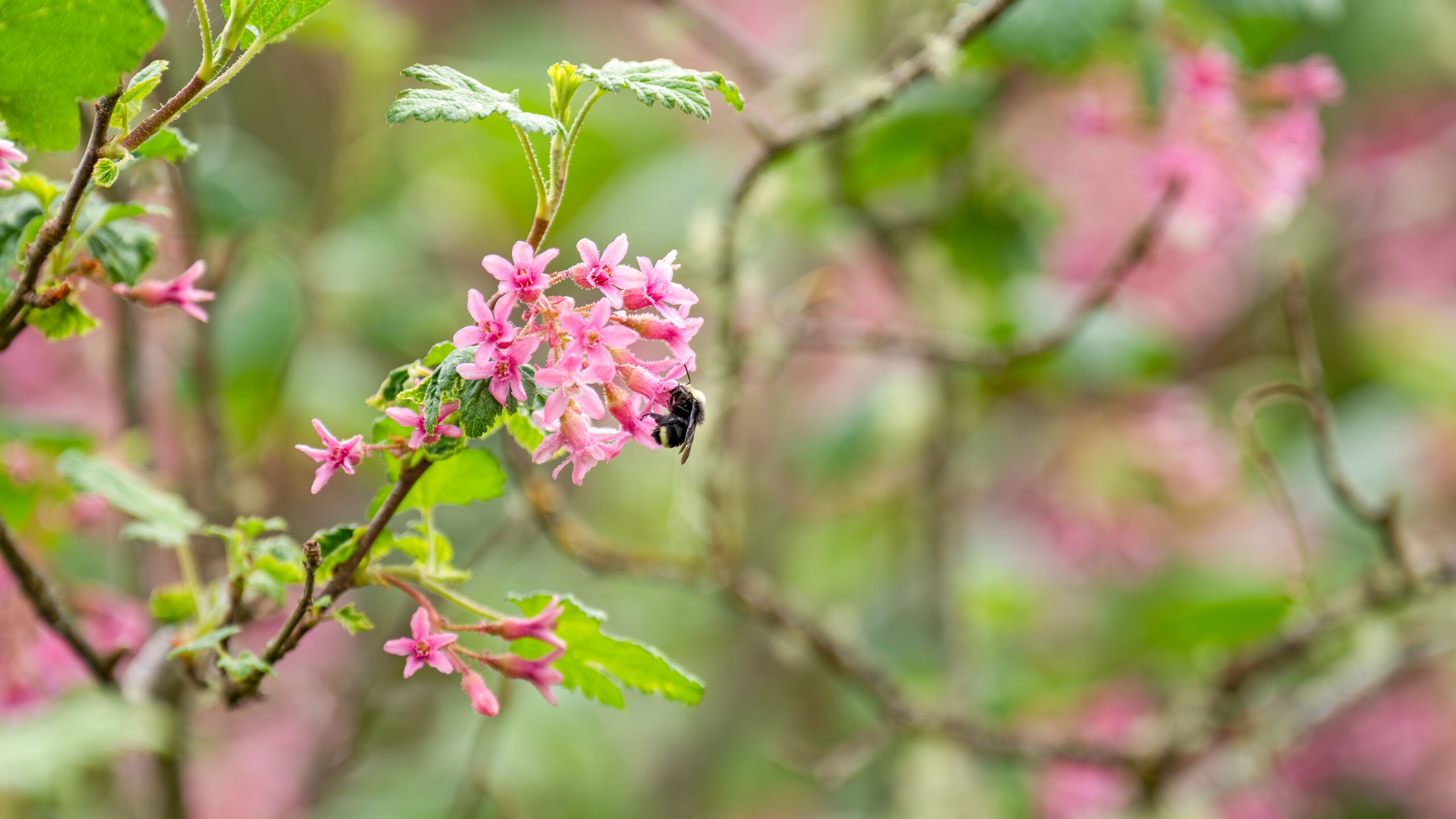 A bumble bee on a flower.