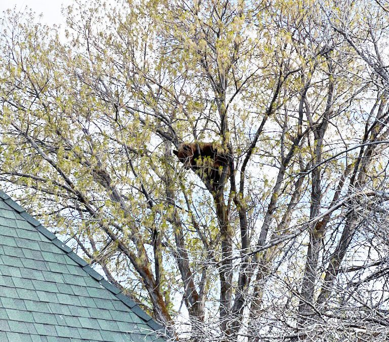 Black bear in a tree on private property in Oakley, Utah.