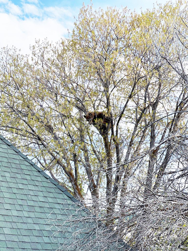 Black bear in a tree on private property in Oakley, Utah.