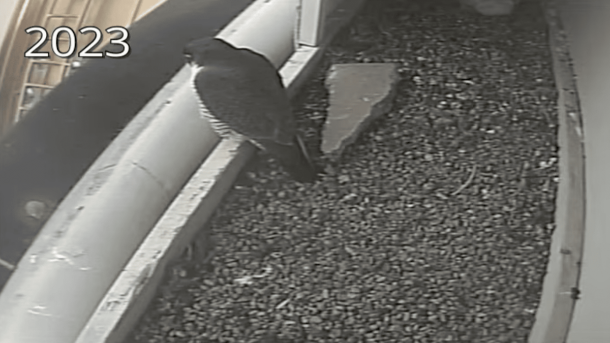 Peregrine falcon live feed from the One Utah Center building in downtown Salt Lake City