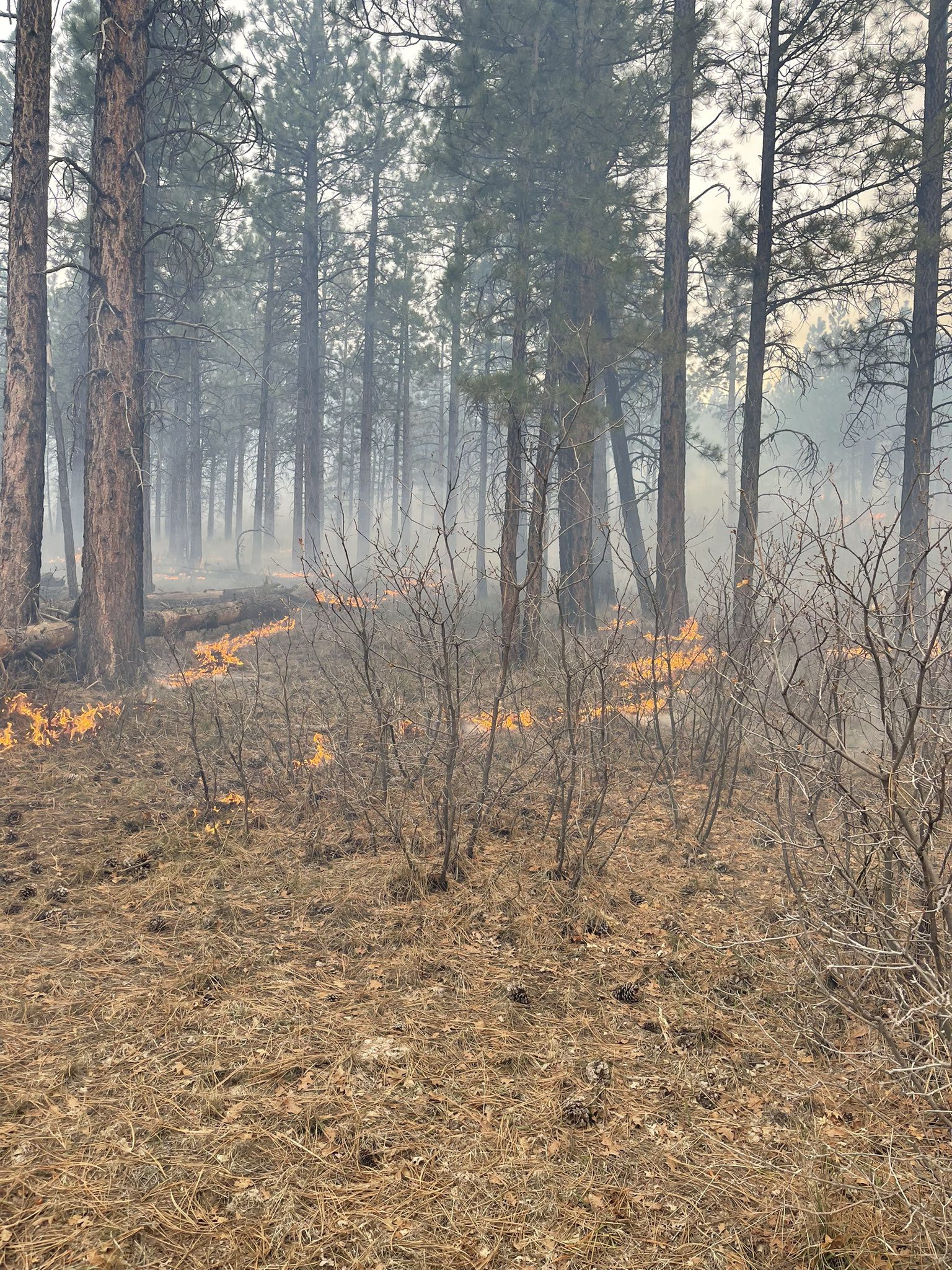 Image from prescribed burn at Park Ridge in the Dixie National Forest.
