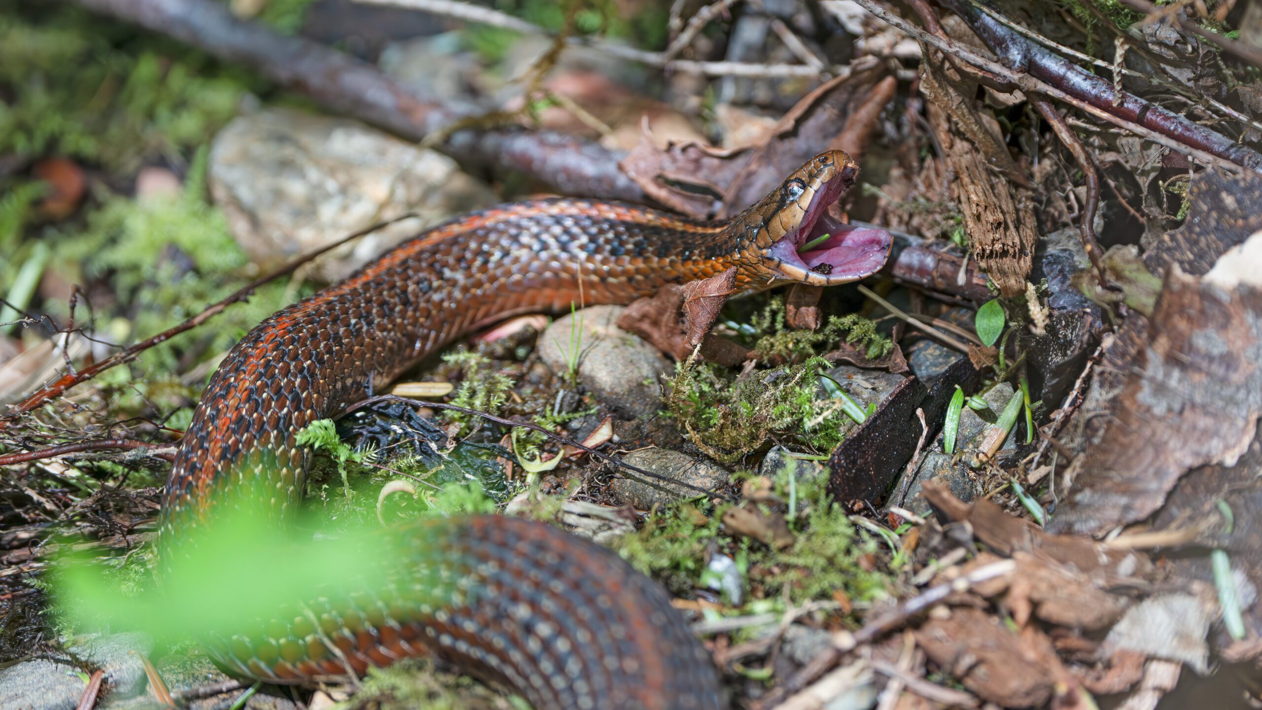 A female garter snake.