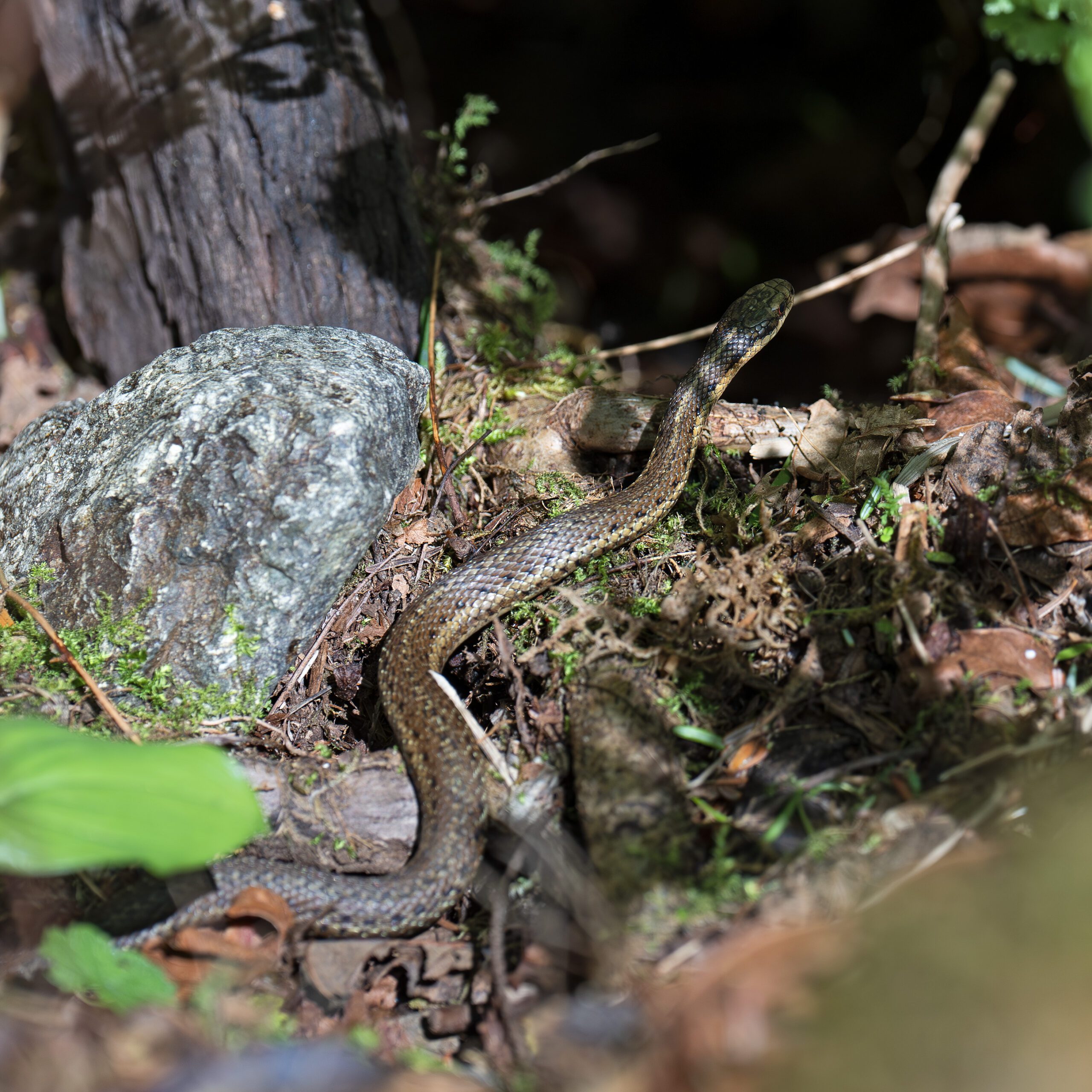 A male garter snake.