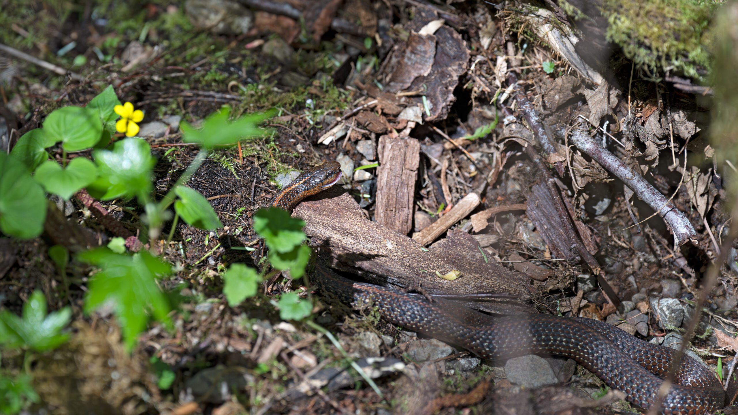 A female garter snake.
