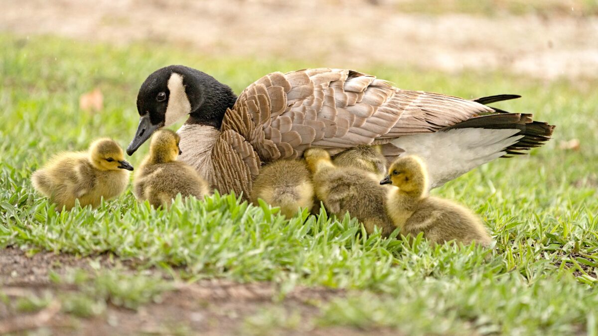A mother Canada goose with her goslings.
