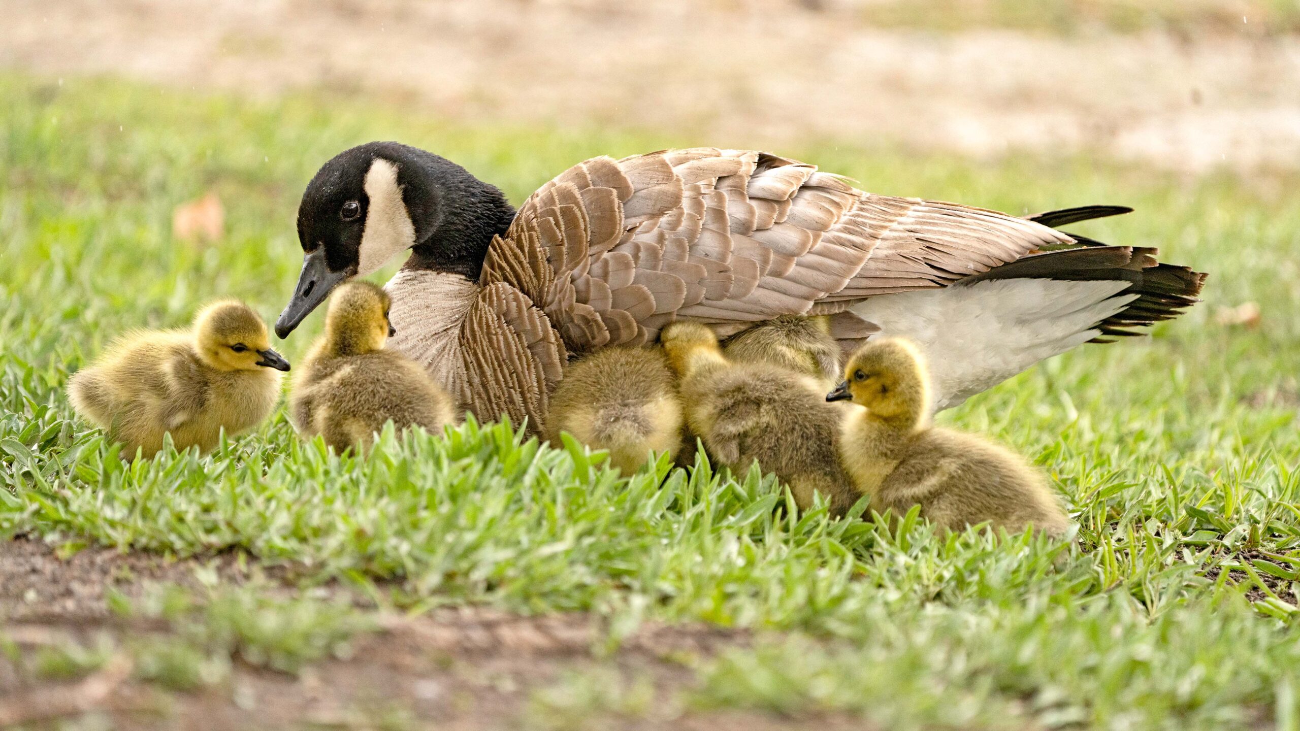 A mother Canada goose with her goslings.