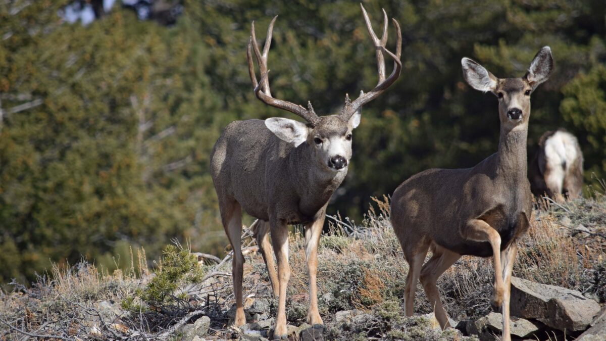 A mule deer buck and doe.