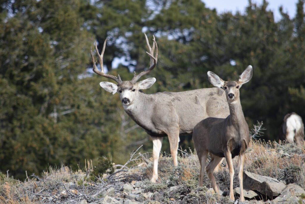 A mule deer buck and doe in northeastern Utah.