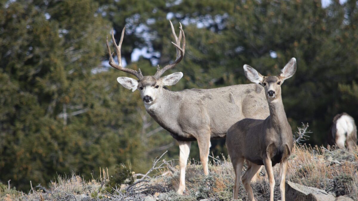 Mule deer move through Utah habitat. The Division of Wildlife Resources completed 133 projects during fiscal year 2025 to restore and protect more than 114,000 acres of deer habitat statewide.