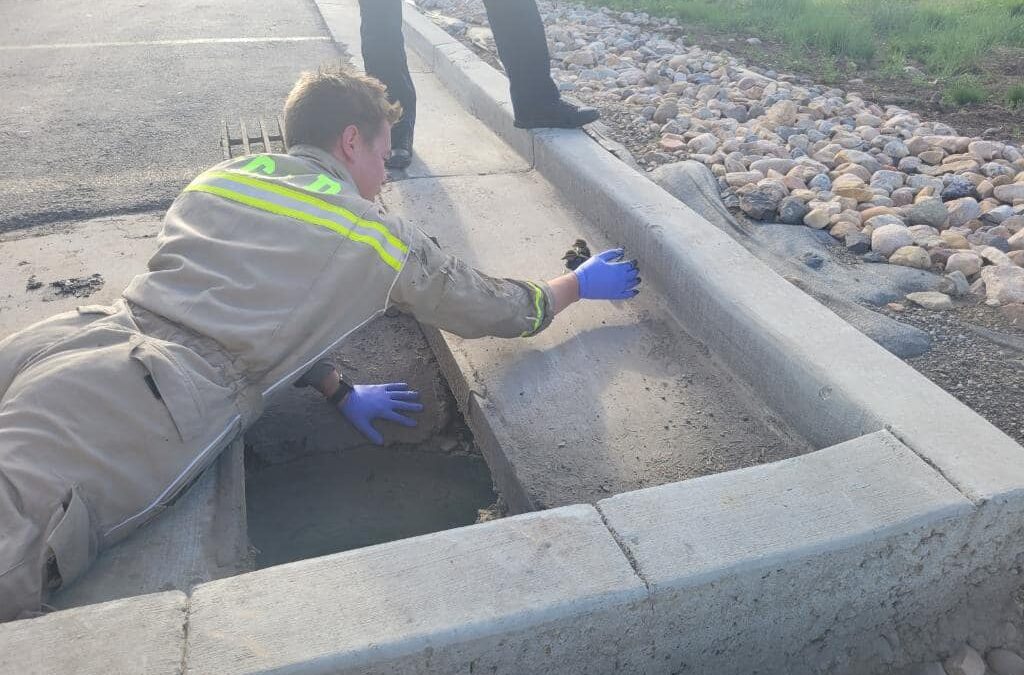 7 baby ducklings were rescued from a storm drain on Landmark Drive