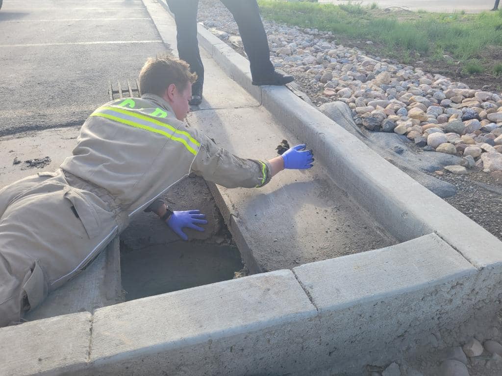 7 baby ducklings were rescued from a storm drain on Landmark Drive