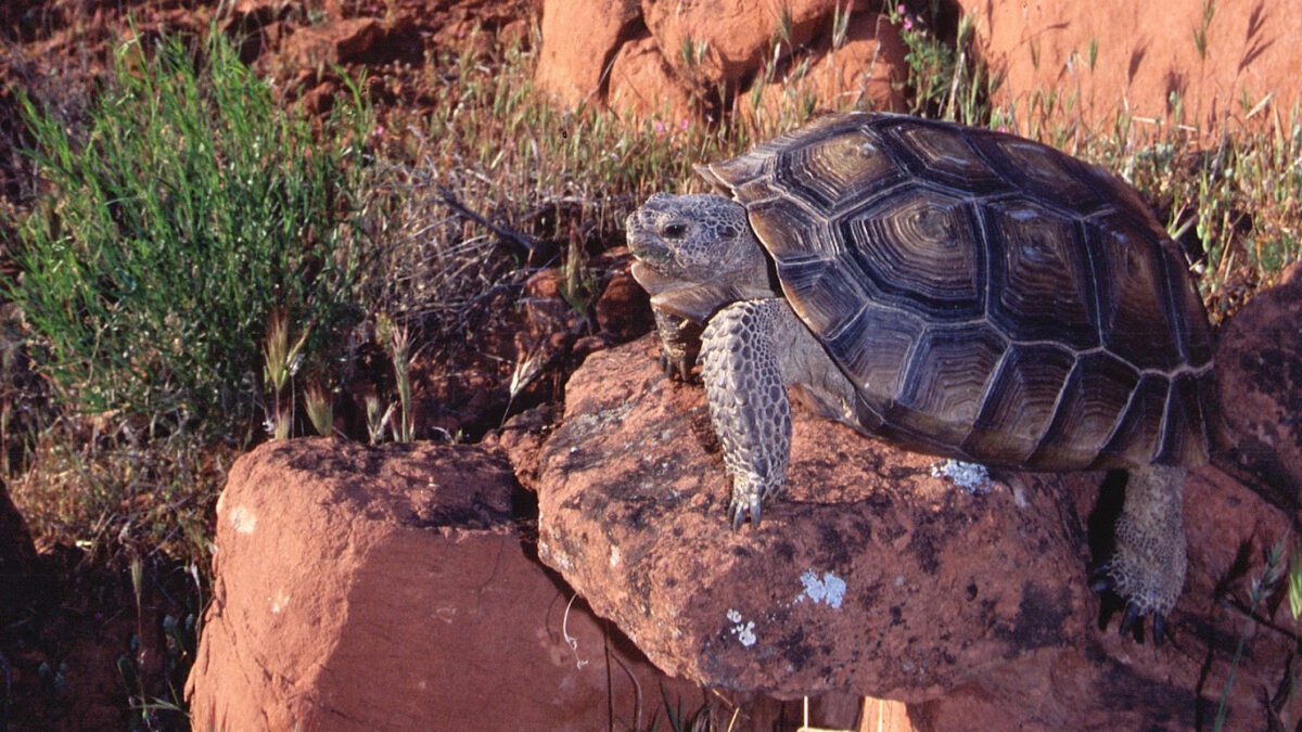 A baby desert tortoise.