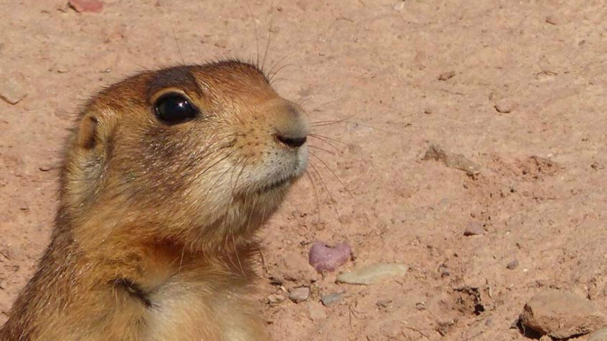 Utah prairie dogs are currently listed as threatened.