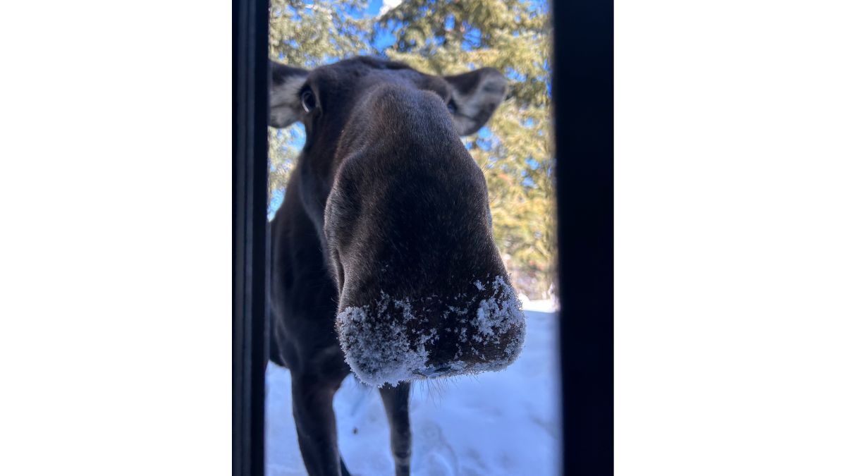 A moose investigates a Summit Park home in February 2023.