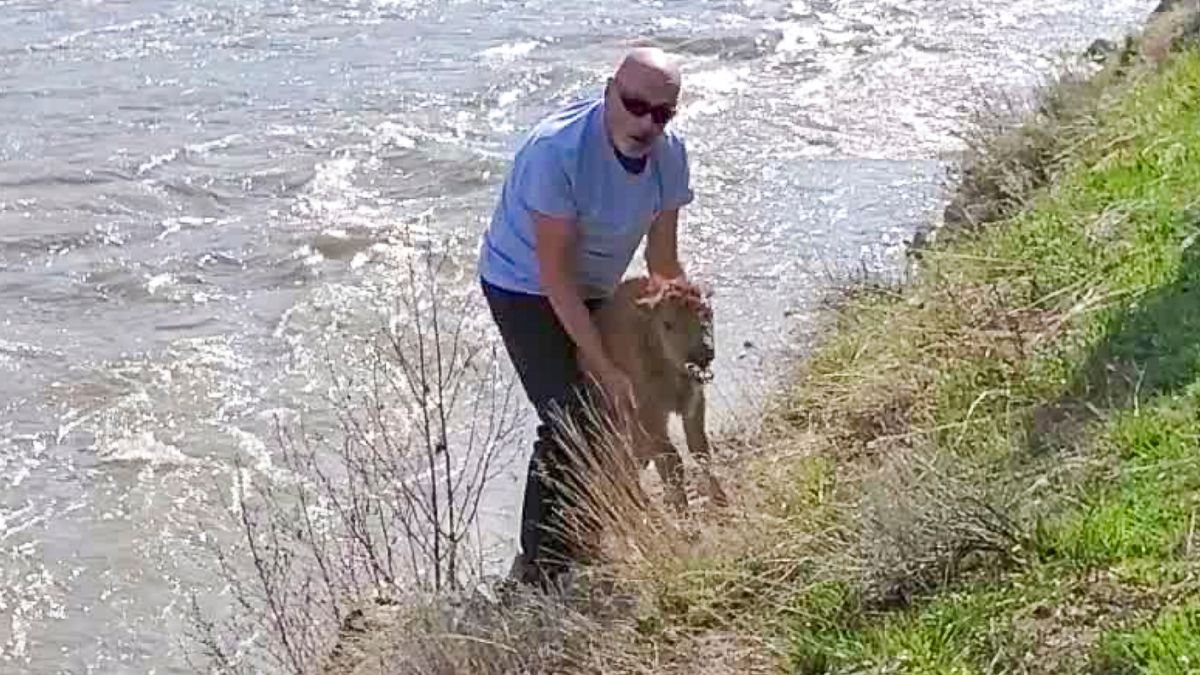 An unidentified white male in his 40-50's, wearing a blue shirt and black pants, approached a newborn bison calf in Lamar Valley near the confluence of the Lamar River and Soda Butte Creek.