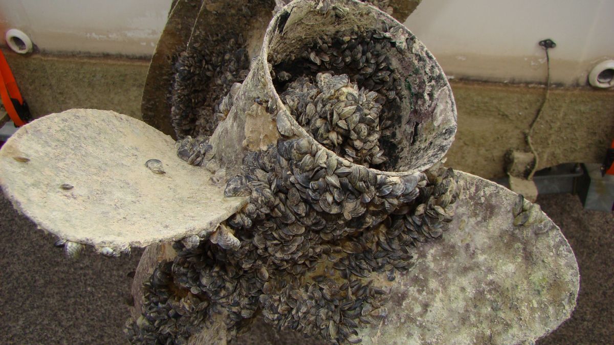 Quagga mussels on a boat propeller.