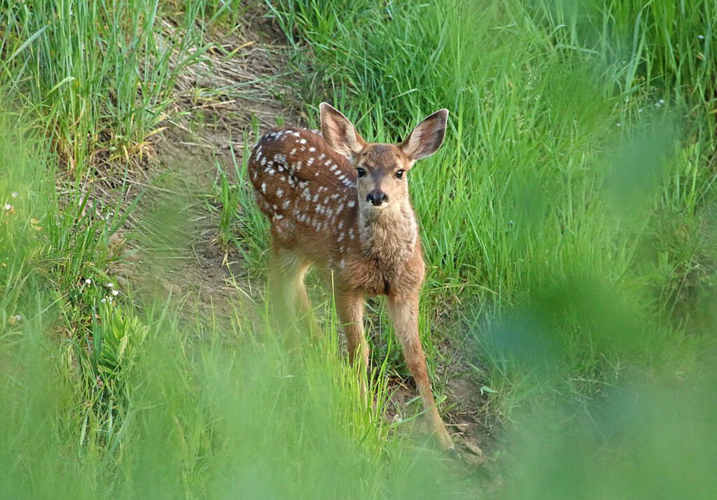 SNAPPED: Baby animal season is here - TownLift, Park City News