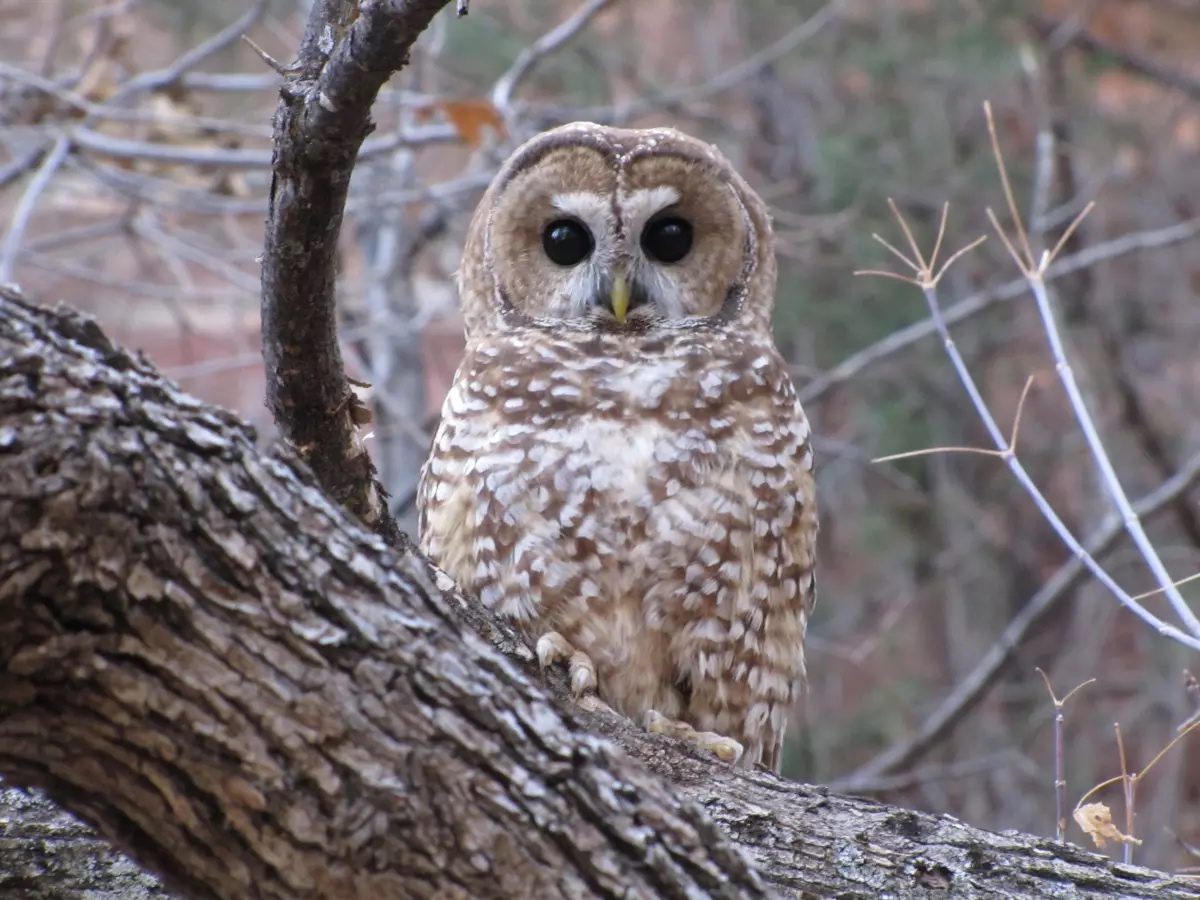 A Mexican spotted owl in a tree. These owls are currently listed as threatened. 