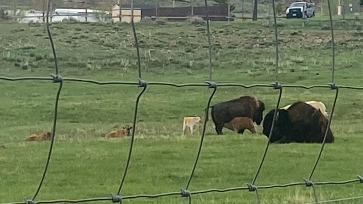 A rare white bison was born at Bear River State Park near Evanston, Wyoming, on Tuesday.