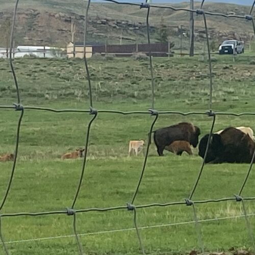 SNAPPED: 1 in 10 Million ultra rare white bison calf - TownLift, Park ...