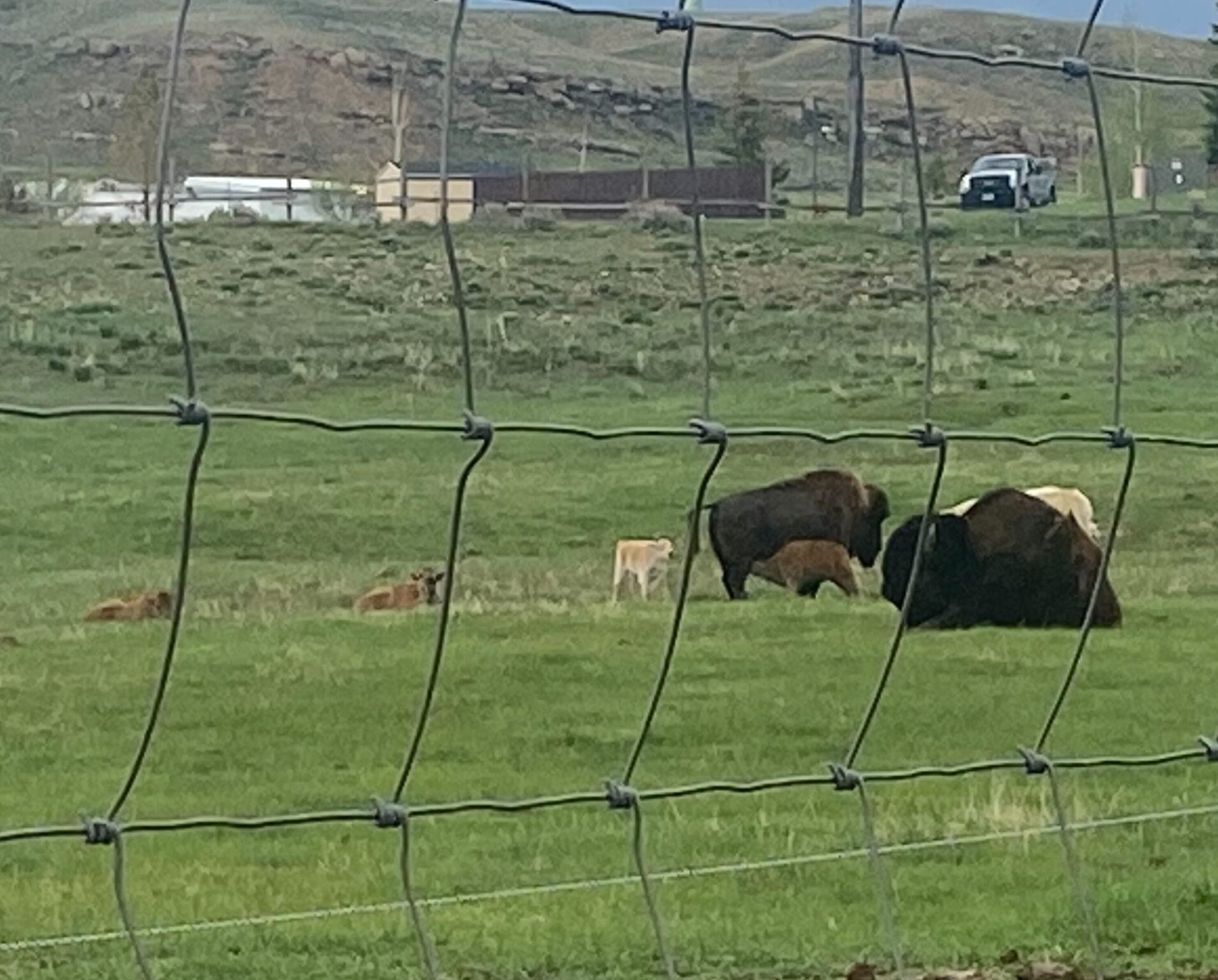 A rare white bison was born at Bear River State Park near Evanston, Wyoming, on Tuesday.