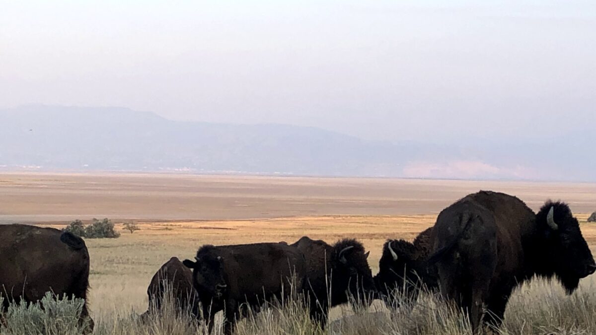 Antelope Island Bison in August, 2021.