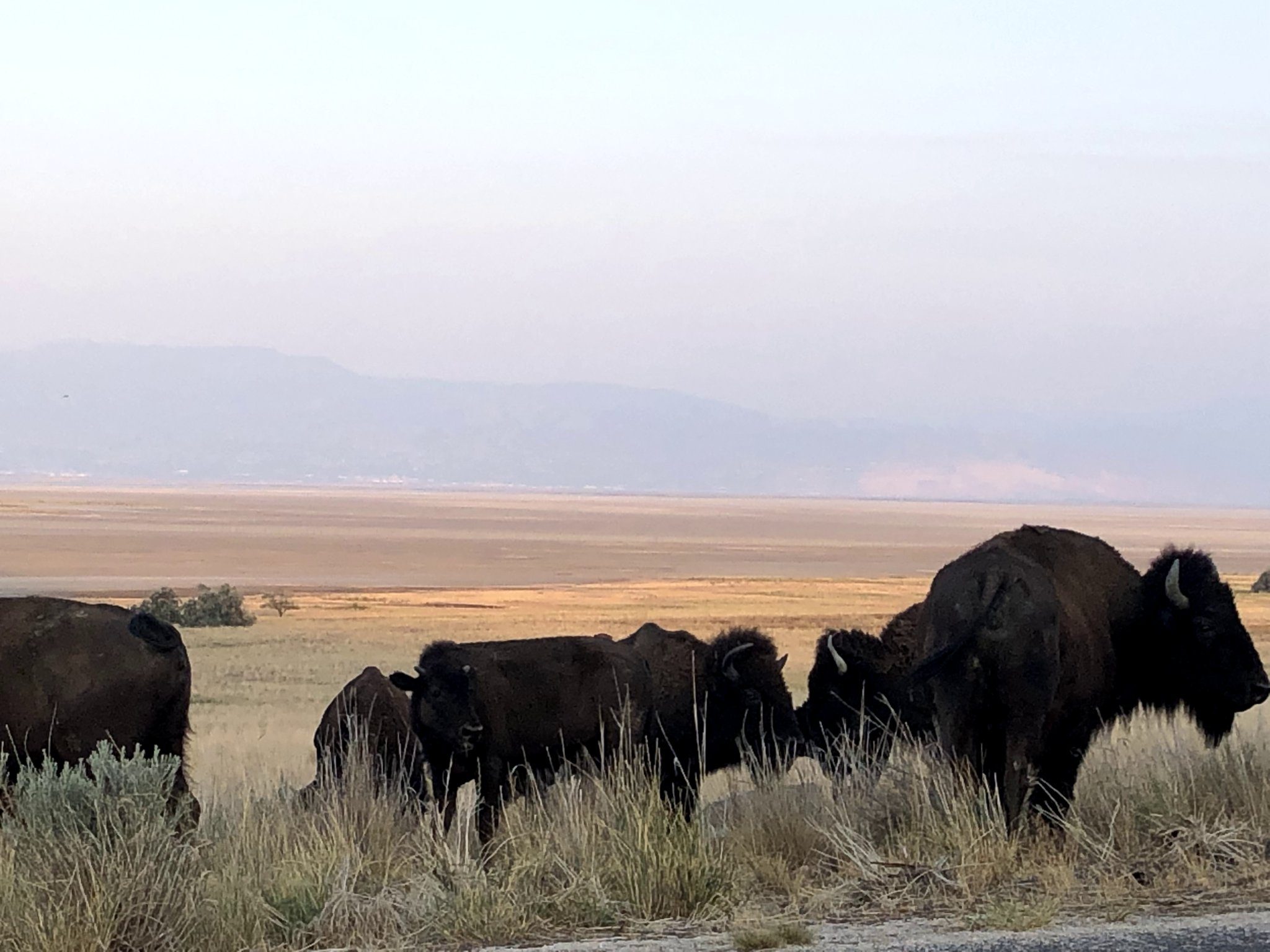 Antelope Island Bison in August, 2021.