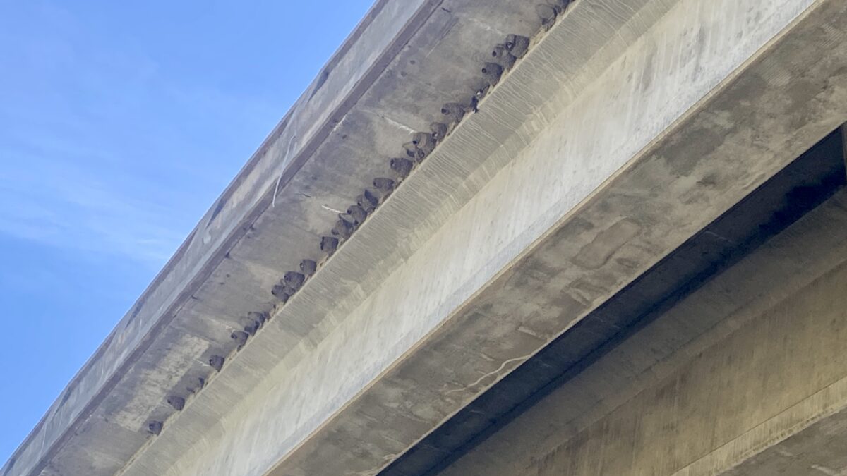 Birds nests built underneath an overpass on Highway 40.