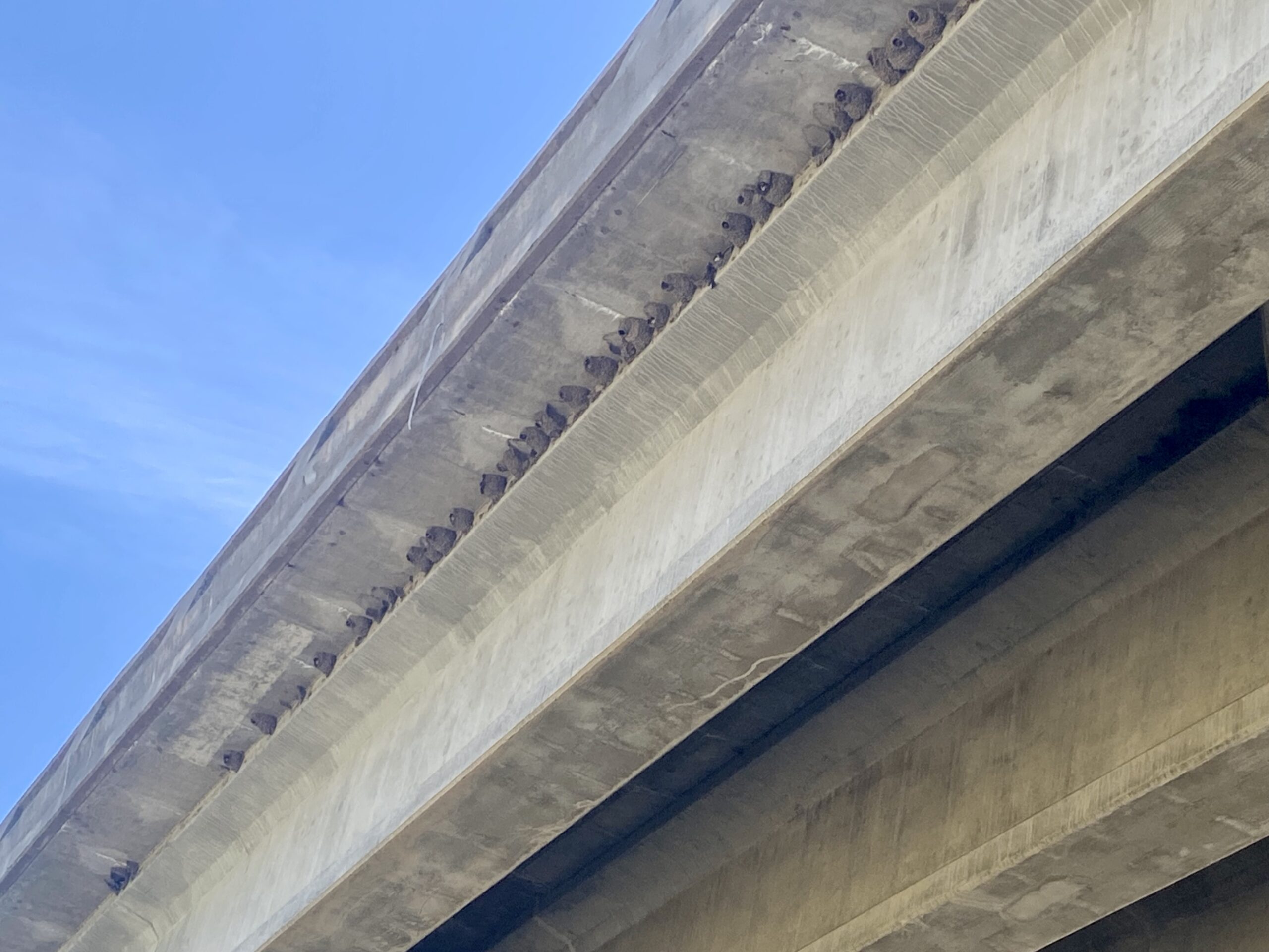 Birds nests built underneath an overpass on Highway 40.