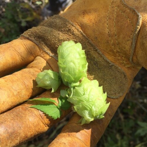 Hop-hunt Hike McPolin Farm With Summit Land Conservancy - TownLift ...