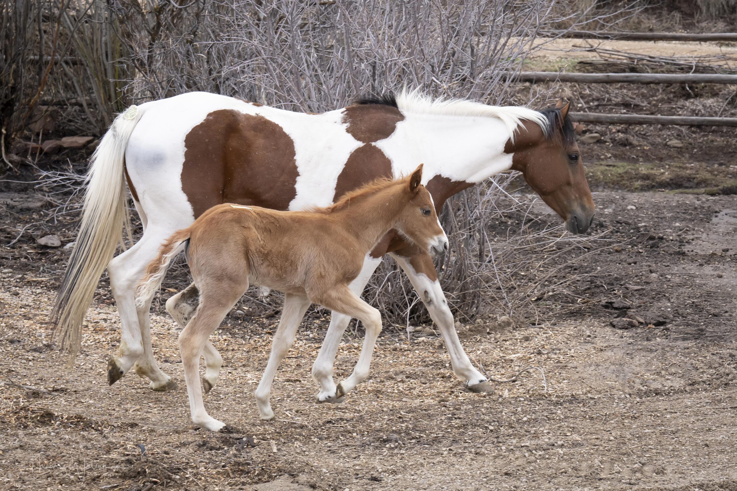 Liberty Sanctuary, rescuing forgotten horses from kill pens around the country.