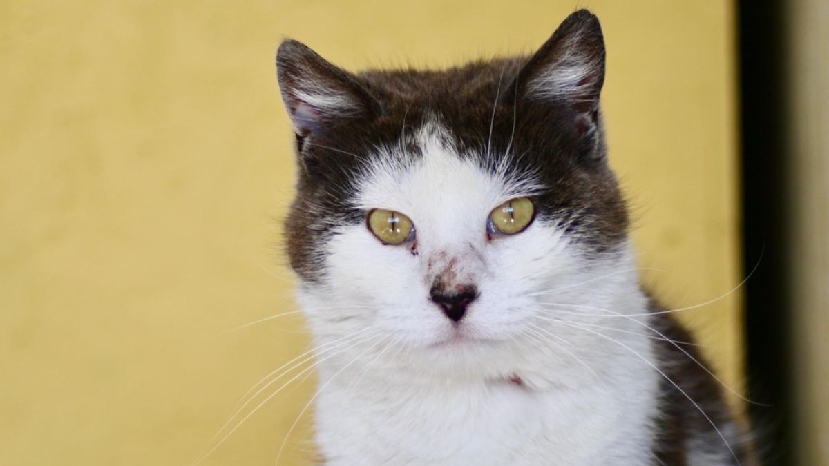 Buffy, an adult female cat, is available for adoption through Paws for Life.