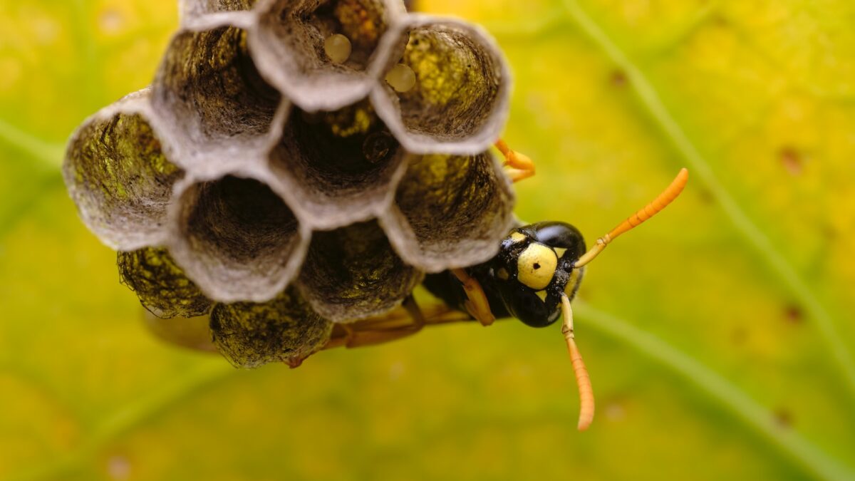 Wasps are out this season, here's how to keep them away from your outdoor oasis.
