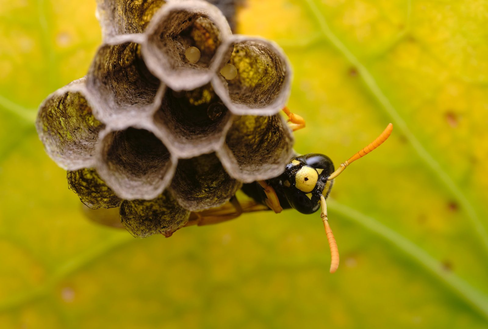 Wasps are out this season, here's how to keep them away from your outdoor oasis.